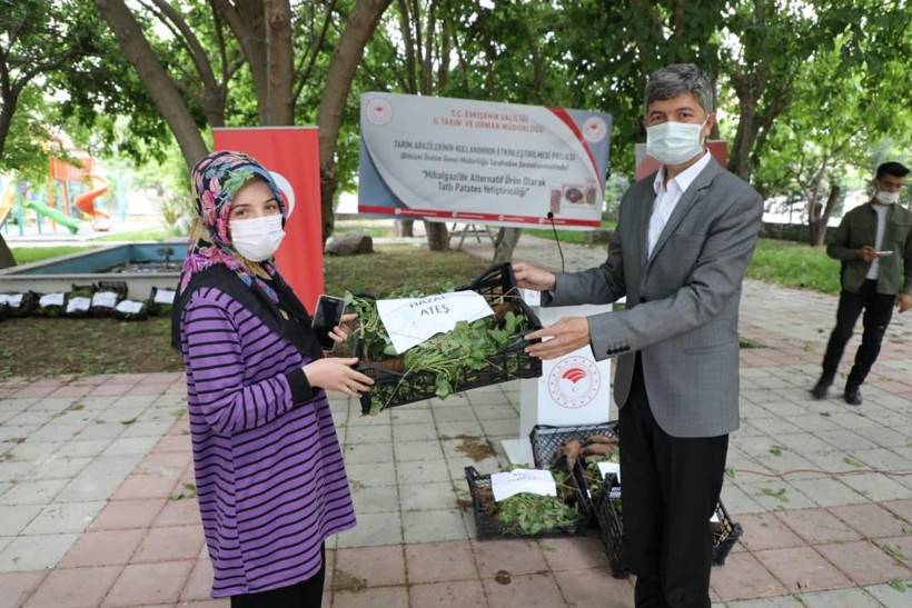 Kilosu 15 TL! Eskişehir'de ekimi törenle yapıldı tatlı patates tatlı kazanç sağlayacak - Resim: 2