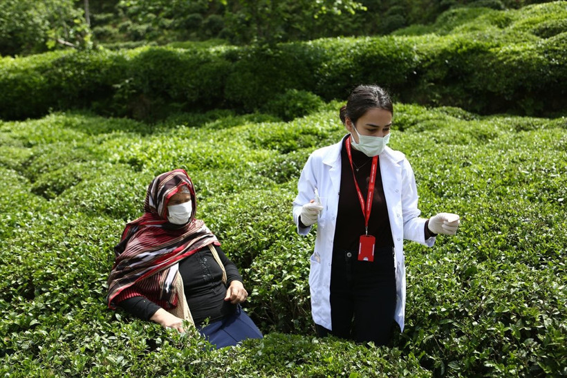 Trabzon'da sağlık çalışanları çay tarlasında aşı yaptı çarpıcı fotoğraflar - Resim: 1
