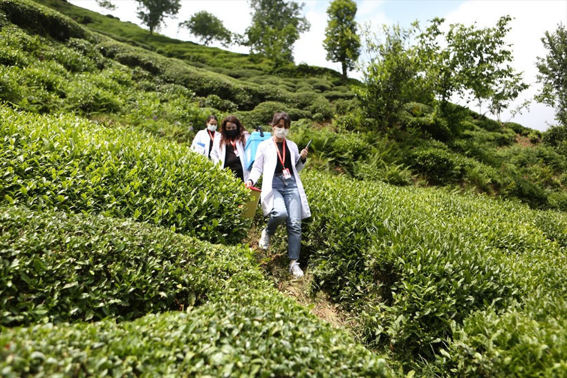 Trabzon'da sağlık çalışanları çay tarlasında aşı yaptı çarpıcı fotoğraflar - Resim: 2