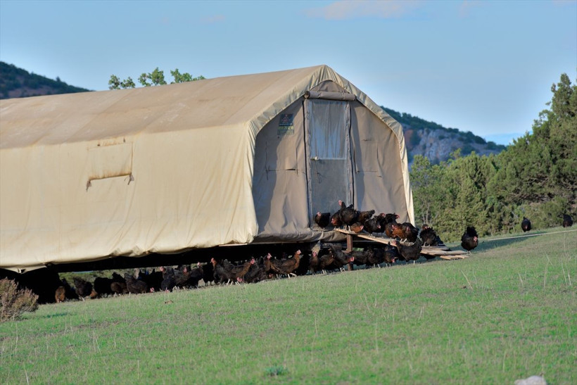 Türkiye'de örneği yok maliyeti yüzde 80 azalttı! 'Mobil kümes'te üretiyor talep yağıyor - Resim: 3