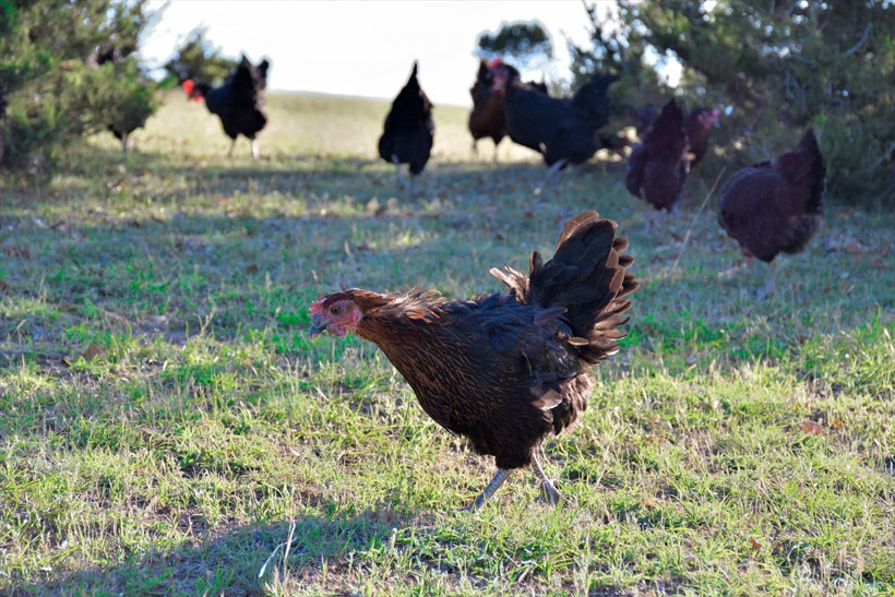 Türkiye'de örneği yok maliyeti yüzde 80 azalttı! 'Mobil kümes'te üretiyor talep yağıyor - Resim: 4