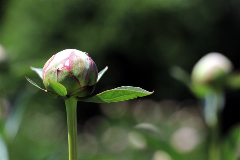 200 soğanla başladı şimdi tüm Türkiye'ye satıyor! Özel günlerin çiçeği 'şakayık' kapış kapış - Resim: 1