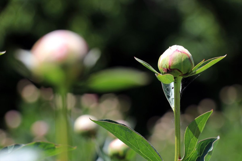 200 soğanla başladı şimdi tüm Türkiye'ye satıyor! Özel günlerin çiçeği 'şakayık' kapış kapış - Resim: 2