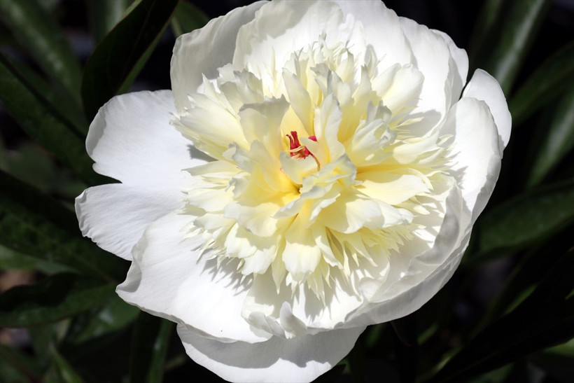 200 soğanla başladı şimdi tüm Türkiye'ye satıyor! Özel günlerin çiçeği 'şakayık' kapış kapış - Resim: 3