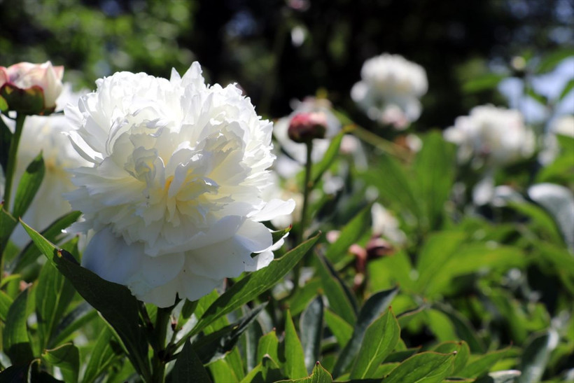 200 soğanla başladı şimdi tüm Türkiye'ye satıyor! Özel günlerin çiçeği 'şakayık' kapış kapış - Resim: 4