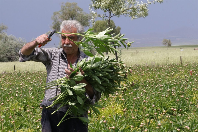 7 yıl önce Hollanda'dan getirip Yozgat'ta ürettiler! Sipariş yağıyor otobüslerle yolluyorlar - Resim: 3