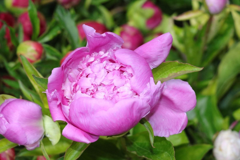 7 yıl önce Hollanda'dan getirip Yozgat'ta ürettiler! Sipariş yağıyor otobüslerle yolluyorlar - Resim: 4