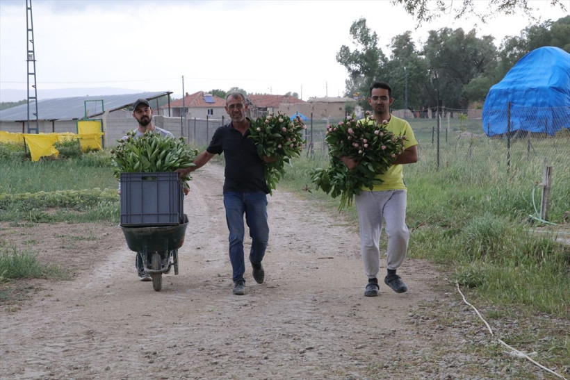 7 yıl önce Hollanda'dan getirip Yozgat'ta ürettiler! Sipariş yağıyor otobüslerle yolluyorlar - Resim: 2