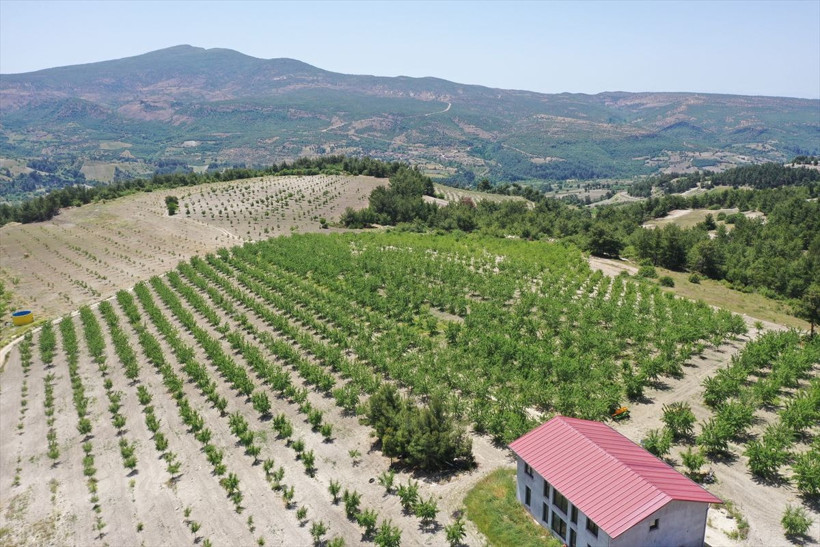 Manisa'da üretip dünyaya ihraç ediyor paraya para demiyor - Resim: 1