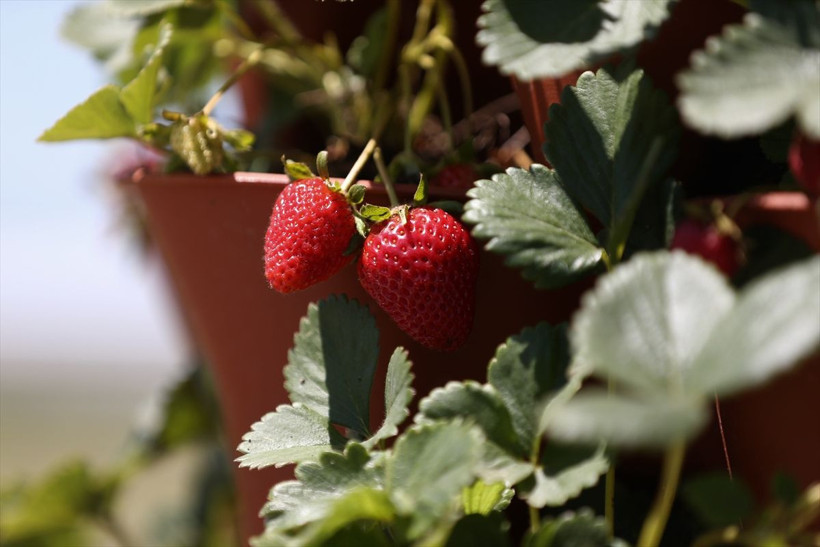 Eskişehir'de karı-koca birlikte 'kule' yaptılar! Sipariş yağıyor: Bu kadarını beklemiyorduk - Resim: 1