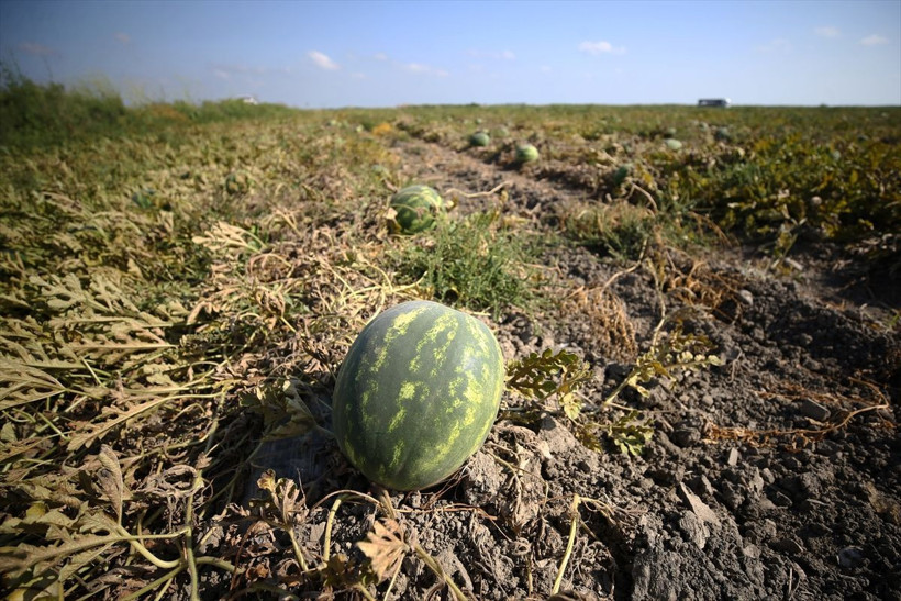 8 ülkeye ihracat! Ekeni zengin ediyor ama Adana'da fiyatı tepe taklak oldu - Resim: 1