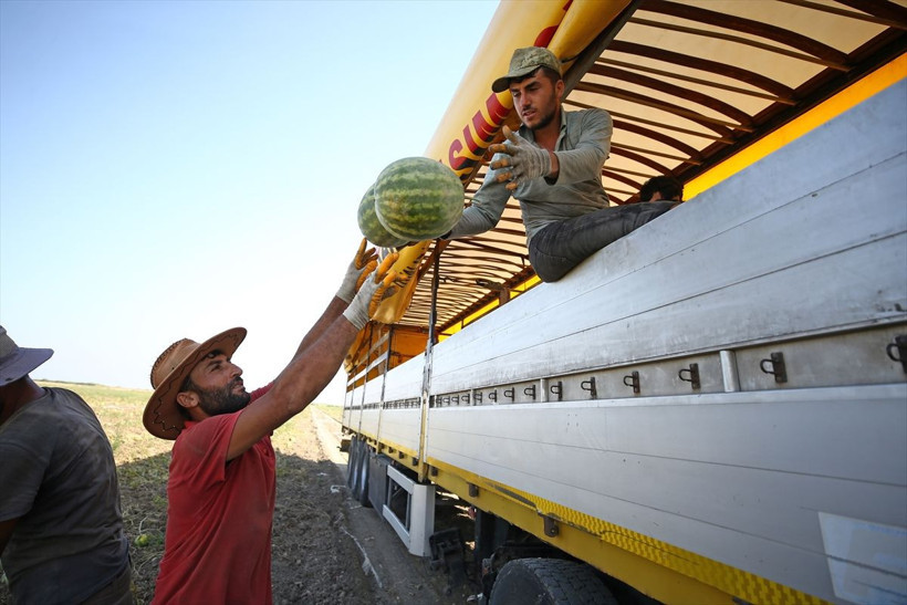 8 ülkeye ihracat! Ekeni zengin ediyor ama Adana'da fiyatı tepe taklak oldu - Resim: 2