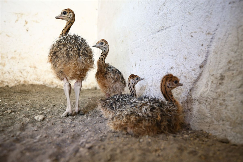 Nevşehir'de hobisini işe çevirdi 300 bin TL kazanıyor! Türkiye'de çoğu kişi bilmiyor - Resim: 2