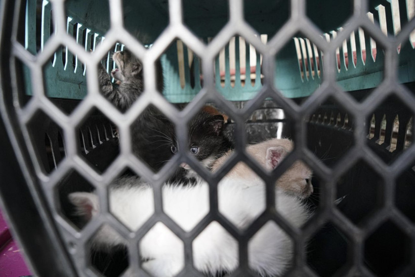 Ankara'da kirli kazanç! Eve giren ekipler şok oldu: Bedenleri üzerinden geçinmiş - Resim: 4