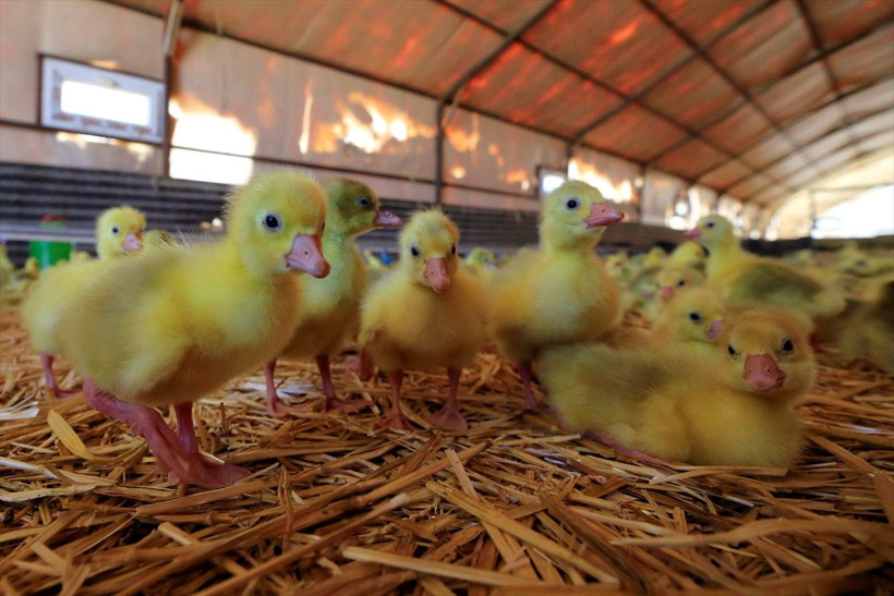 Böyle çiftlik görülmedi Erdoğan'ın çağrısıyla Elazığ'da kurdu üretimi 100 kat artırdı - Resim: 1