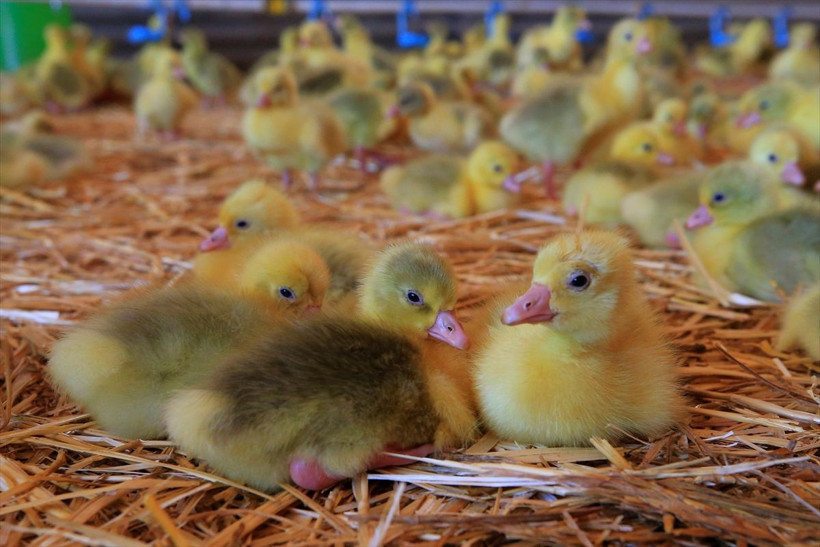 Böyle çiftlik görülmedi Erdoğan'ın çağrısıyla Elazığ'da kurdu üretimi 100 kat artırdı - Resim: 4