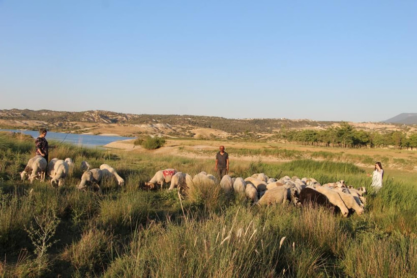 Denizli'de Birleşmiş Milletler gibi aile! Çobanlık yapan baba ve iki kızının hikayeleri çok farklı - Resim: 2