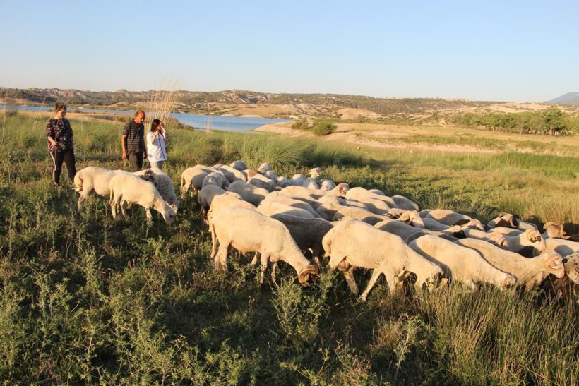 Denizli'de Birleşmiş Milletler gibi aile! Çobanlık yapan baba ve iki kızının hikayeleri çok farklı - Resim: 1