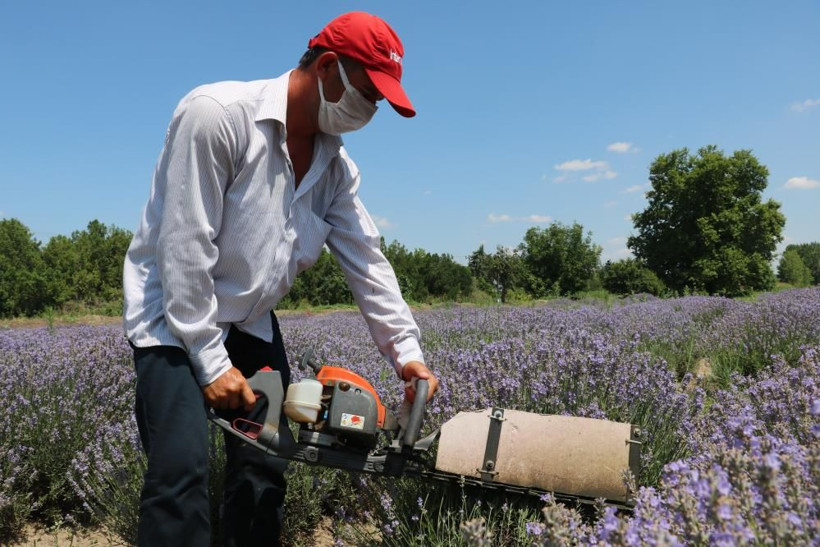Yüksek ısıda elde ediliyor kilo fiyatı 800 TL! Edirne'de lavanta yağı hasadı heyecanı - Resim: 1