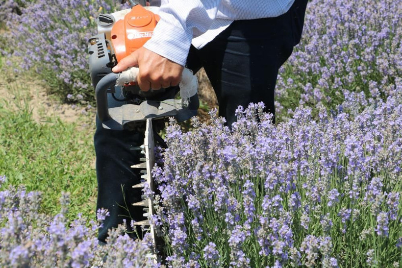 Yüksek ısıda elde ediliyor kilo fiyatı 800 TL! Edirne'de lavanta yağı hasadı heyecanı - Resim: 2