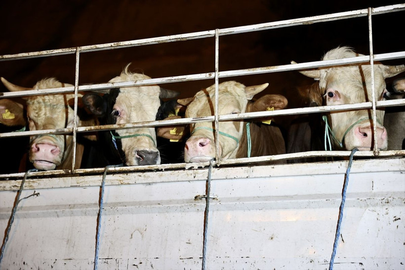 Kurbanlıklara yüzde 30 zam! İstanbul'a kurbanlık girişi başladı 17-18 bin liradan başlıyor - Resim: 1