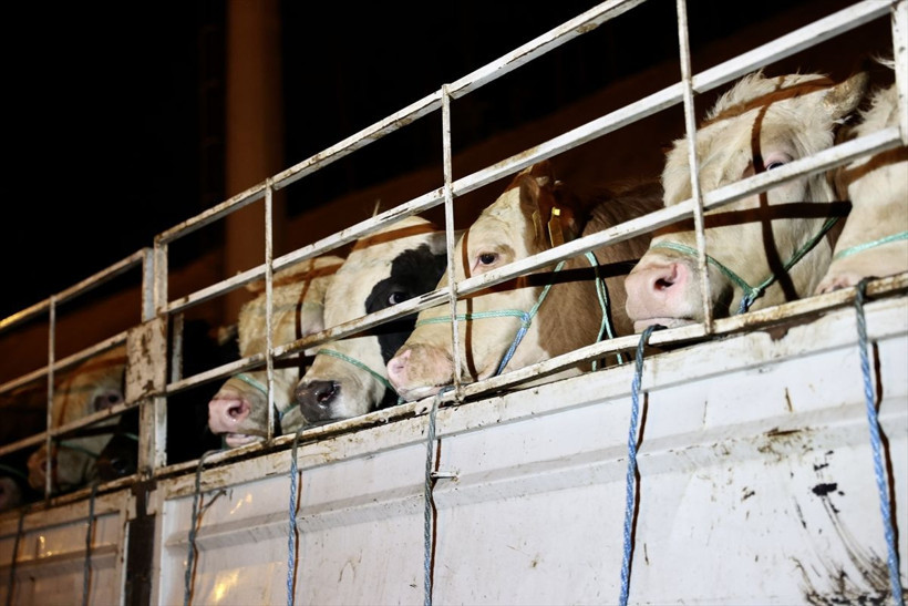 Kurbanlıklara yüzde 30 zam! İstanbul'a kurbanlık girişi başladı 17-18 bin liradan başlıyor - Resim: 3