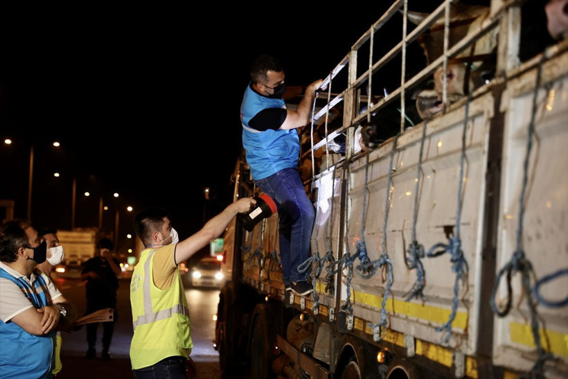 Kurbanlıklara yüzde 30 zam! İstanbul'a kurbanlık girişi başladı 17-18 bin liradan başlıyor - Resim: 2