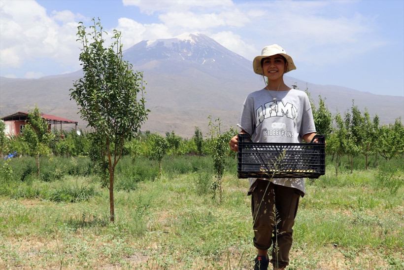 Çorak arazisini vahaya dönüştürdü! Ağrı Dağı eteklerinde 'yetişmez' diyenleri utandırdı - Resim: 4