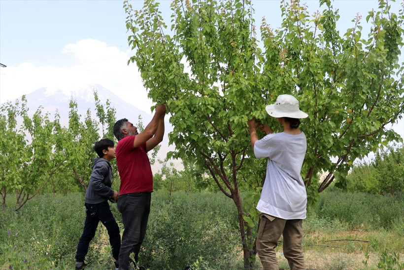 Çorak arazisini vahaya dönüştürdü! Ağrı Dağı eteklerinde 'yetişmez' diyenleri utandırdı - Resim: 1