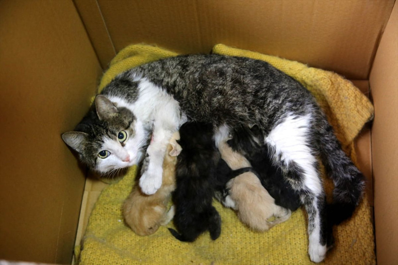 Kastamonu'da yavruları ölen kedi annelerini kaybeden yavrulara kucak açtı - Resim: 2
