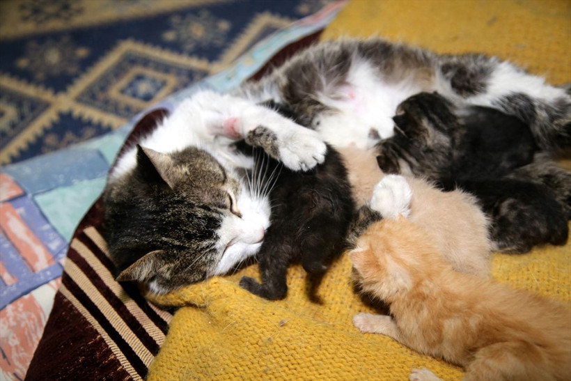 Kastamonu'da yavruları ölen kedi annelerini kaybeden yavrulara kucak açtı - Resim: 4
