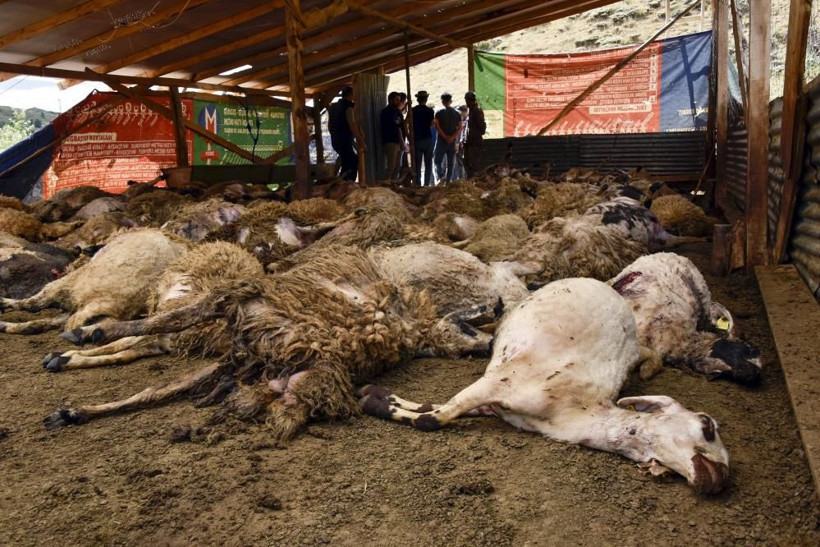 Toprağı kazıp ahıra girdiler! Gümüşhane'de manzarayı görünce şoku yaşadı - Resim: 1