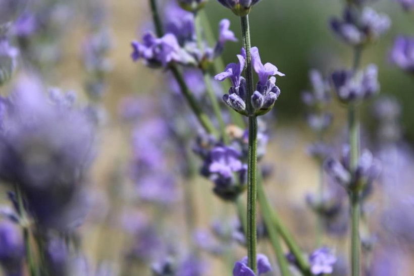 Sivas'ta ekti güzel verim aldı! Ona yetişmez dediler şimdi hasat için gün sayıyor - Resim: 2