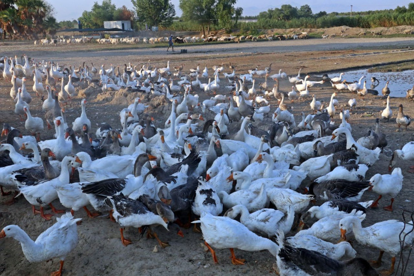 Antalya'da 'yapamazsın' diyenlere inat 4 bilezikle başladı! Milyonluk servet kazandı - Resim: 4