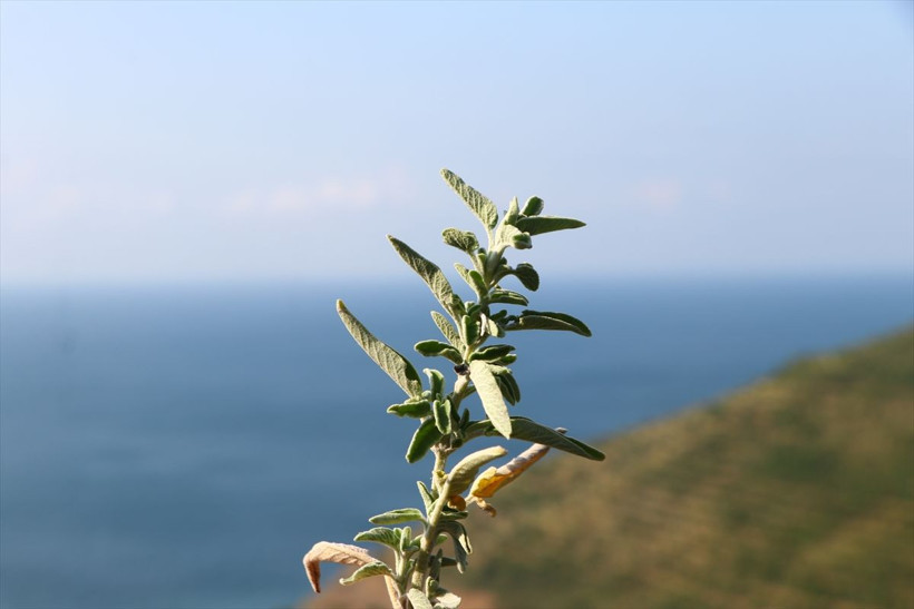 Ganos Dağı'nda 'hazine' yatıyor! Tekirdağ'da üretiliyor 7 ülkeye ihraç ediliyor - Resim: 3