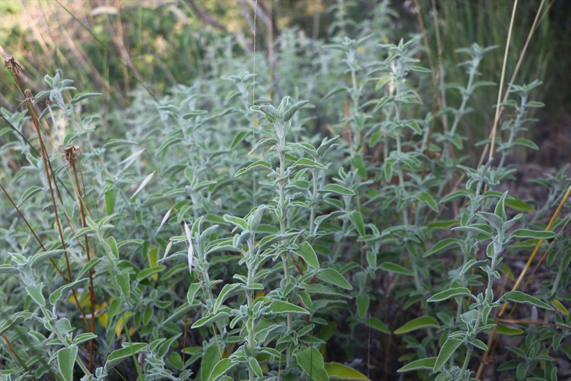 Ganos Dağı'nda 'hazine' yatıyor! Tekirdağ'da üretiliyor 7 ülkeye ihraç ediliyor - Resim: 4