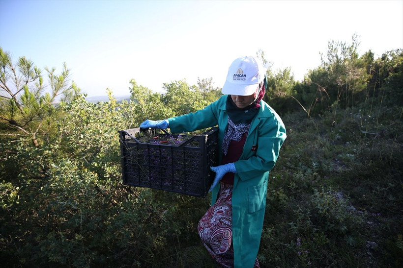 5 yılın ardından dağlarda keşfetti! Balıkesir'de gören şaştı kaldı: Almanya ABD Fransa sıraya girdi - Resim: 1
