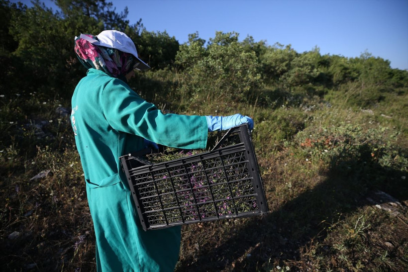 5 yılın ardından dağlarda keşfetti! Balıkesir'de gören şaştı kaldı: Almanya ABD Fransa sıraya girdi - Resim: 2