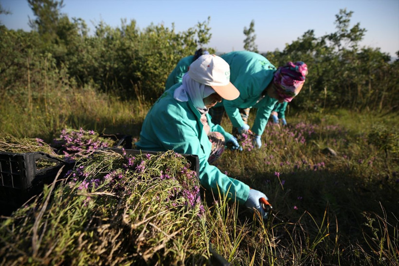 5 yılın ardından dağlarda keşfetti! Balıkesir'de gören şaştı kaldı: Almanya ABD Fransa sıraya girdi - Resim: 3
