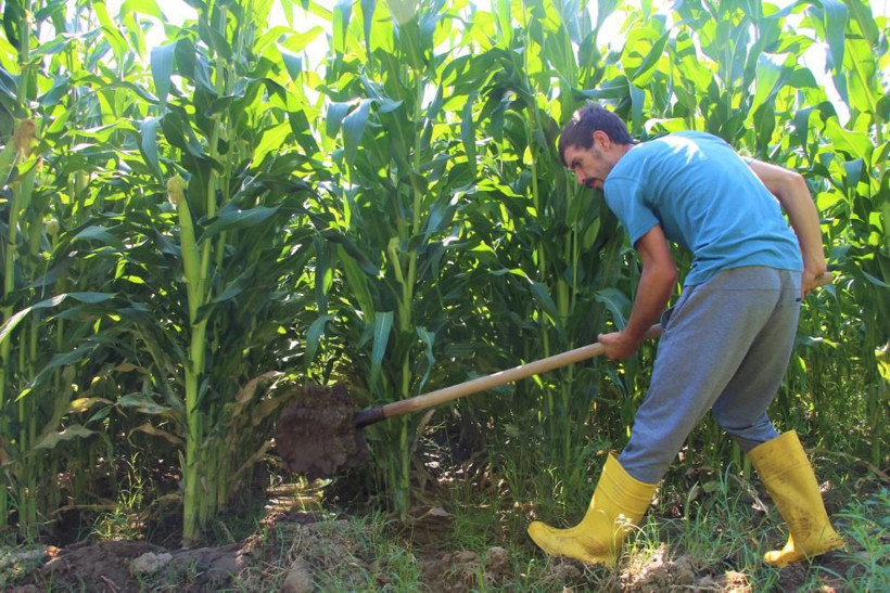 'Burada ürün alamazsın' dediler Bingöl'de 30 yıldır boş araziye ekti kazancı dudak uçuklattı - Resim: 4
