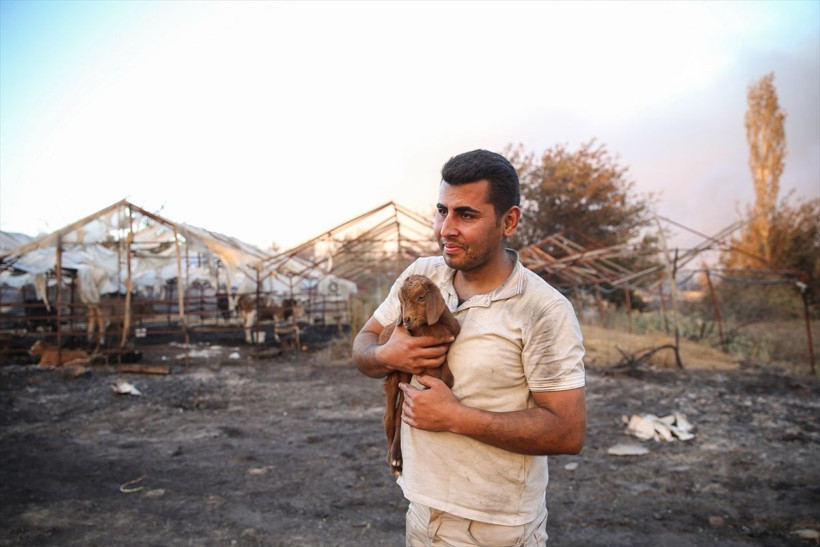 Antalya'daki yangında oğlak sahibini şaşırttı! 'Mucize' adını verdi: Tek tesellimiz oldu - Resim: 1
