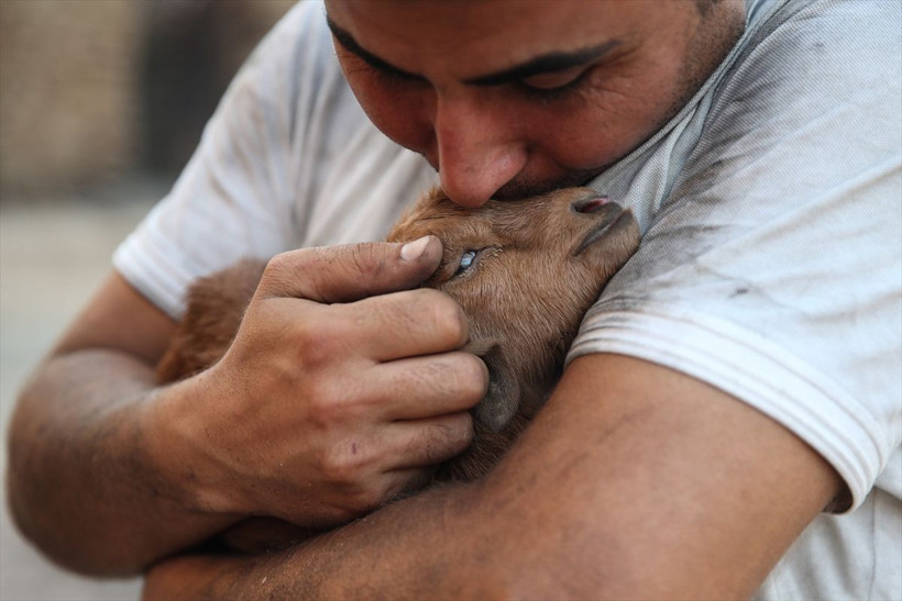 Antalya'daki yangında oğlak sahibini şaşırttı! 'Mucize' adını verdi: Tek tesellimiz oldu - Resim: 2