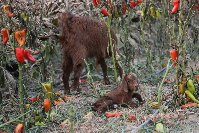 Antalya'daki yangında oğlak sahibini şaşırttı! 'Mucize' adını verdi: Tek tesellimiz oldu - Resim: 4
