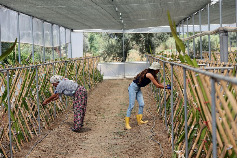 Paraya para demiyor! Kendisi bile bilmiyordu: İstanbul'dan Aydın'a köyüne döndü bu işe başladı - Resim: 2