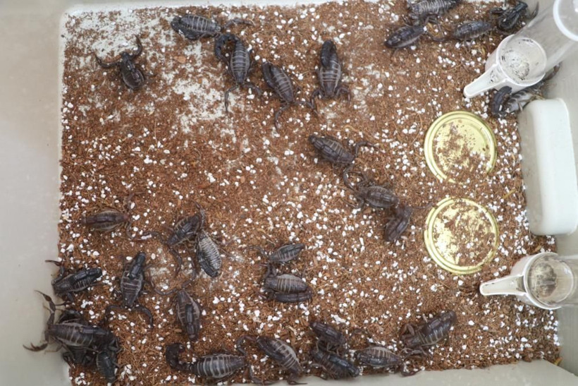 300 akreple başladı gramı 71 bin TL! Malatya'daki tesiste hedef yurt dışı - Resim: 3