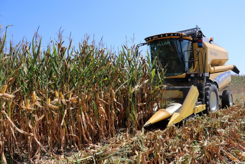'Sarı altın' deniyor Adana'da hasat başladı! Üretici mısır fiyatlarında o rakamı istiyor - Resim: 4