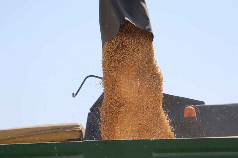 'Sarı altın' deniyor Adana'da hasat başladı! Üretici mısır fiyatlarında o rakamı istiyor - Resim: 1
