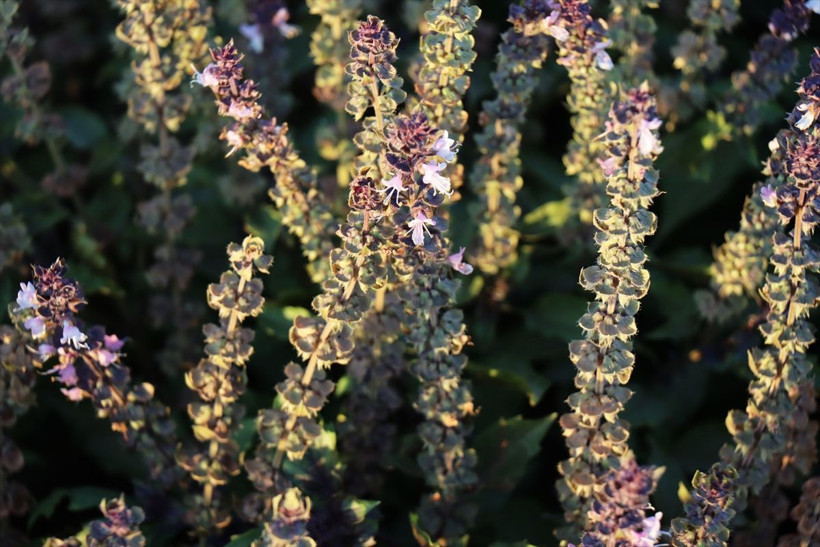 Kilis'te parasız kalınca bu işe başladı! Kilosunu 70 liradan satılıyor - Resim: 1