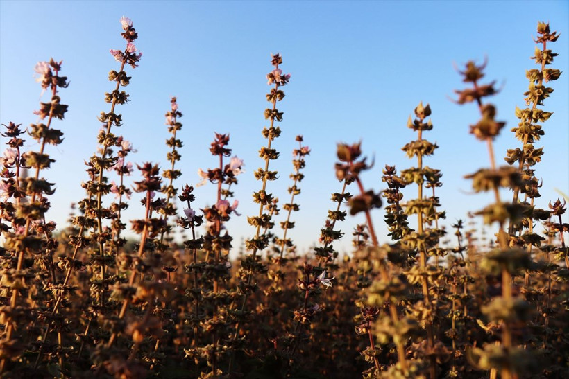 Kilis'te parasız kalınca bu işe başladı! Kilosunu 70 liradan satılıyor - Resim: 2
