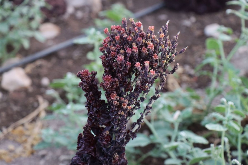 Kilis'te parasız kalınca bu işe başladı! Kilosunu 70 liradan satılıyor - Resim: 3